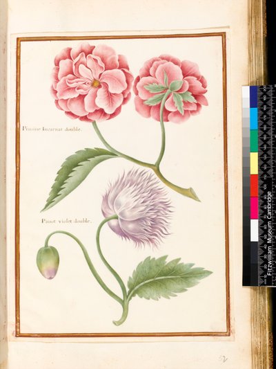 Peony and Double Poppy by Nicolas Robert